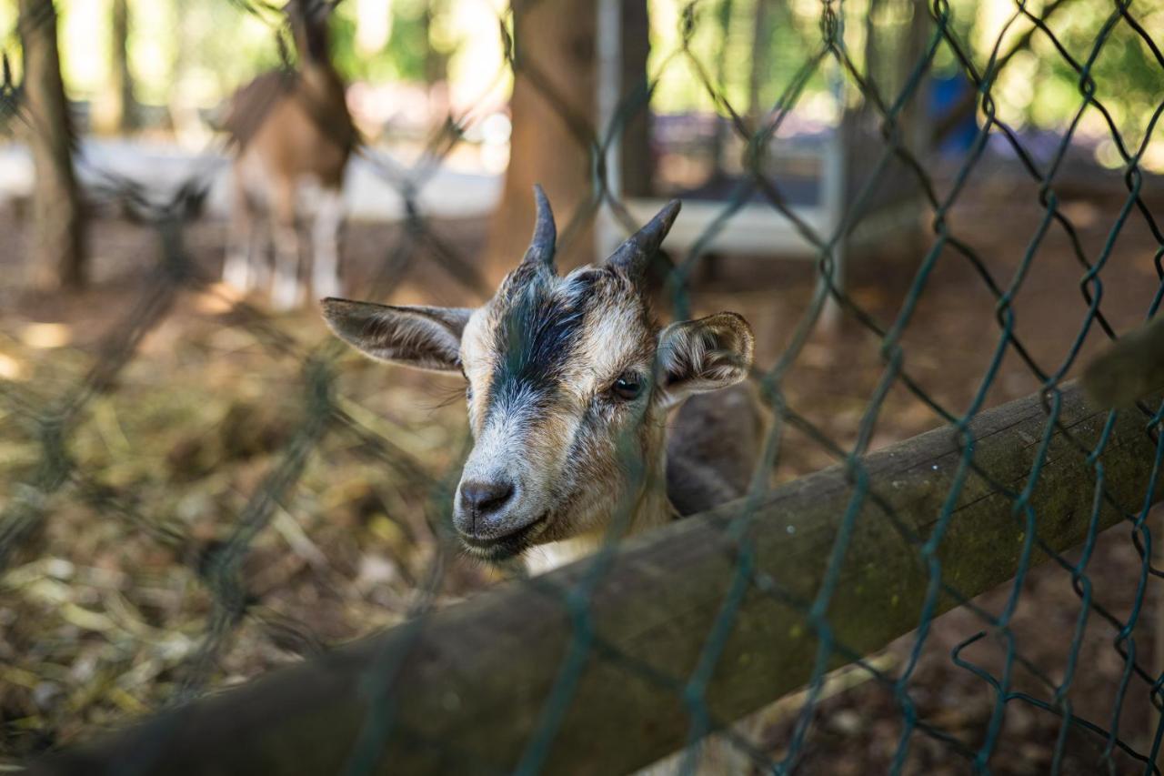 Quinta Da Chouza Agroturismo E Enoturismo Селорику-ди-Башту Экстерьер фото